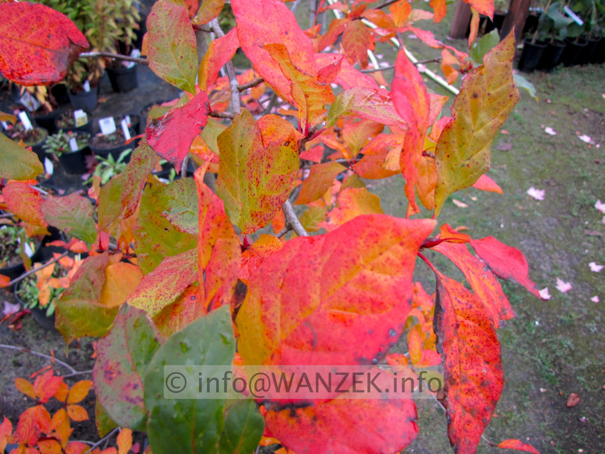 Nyssa sylvatica 2 nah.JPG